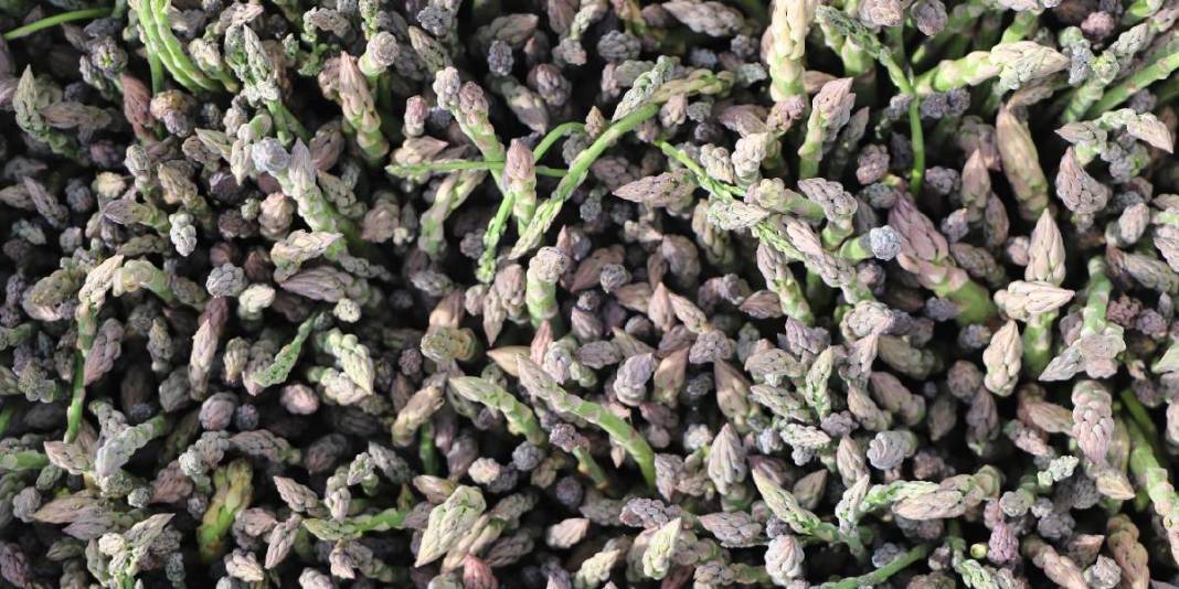 Dönümden 10 ton ürün alınıyor: Yoğun talepli ürün 3 ay boyunca hasat ediliyor 6